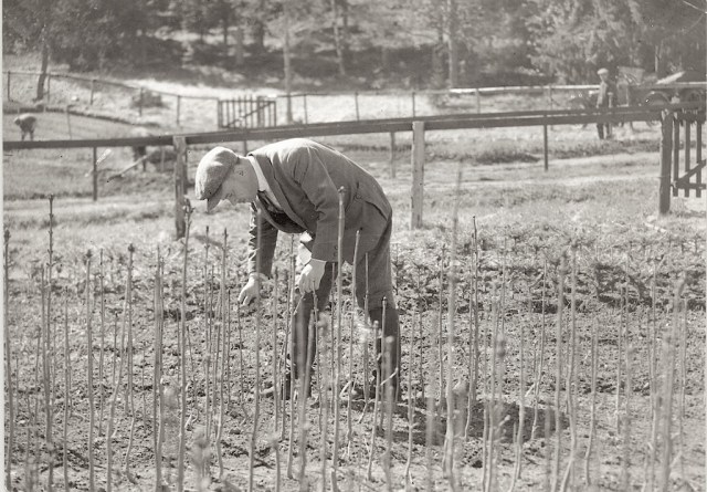 Fafa Tykö bruk plantskola. Foto Aho, Soldan